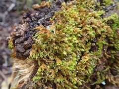 Macromitrium longipes