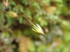 Macromitrium longipes