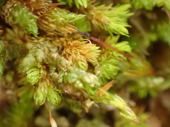 Macromitrium longipes