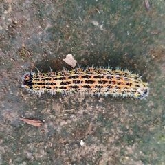 Copaxa multifenestrata