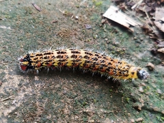 Copaxa multifenestrata