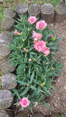 Dianthus