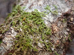 Frullania squarrosula