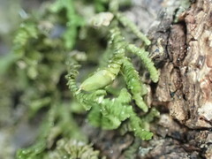 Frullania squarrosula