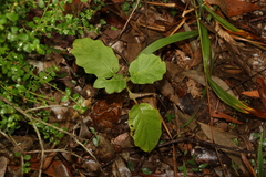 Solanum chrysotrichum