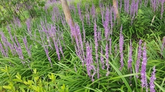 Liriope muscari