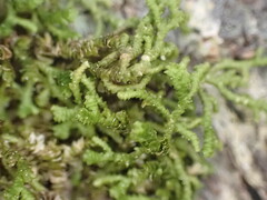 Frullania squarrosula