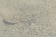 Gillichthys mirabilis