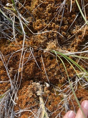 Sphagnum lenense