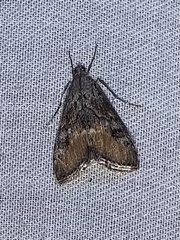 Evergestis subterminalis