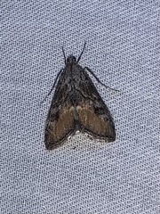 Evergestis subterminalis