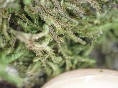 Frullania squarrosula