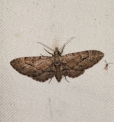 Eupithecia unicolor