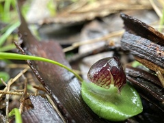 Corybas incurvus