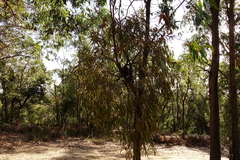 Amyema pendula pendula
