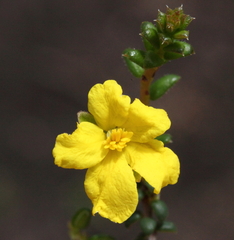 Hibbertia microphylla