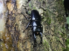 Dorcus