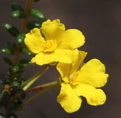 Hibbertia microphylla