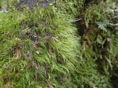 Dicranoloma menziesii