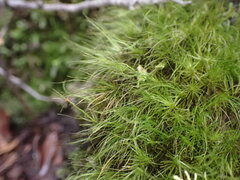 Dicranoloma menziesii