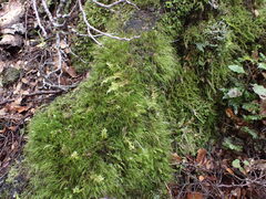 Dicranoloma menziesii