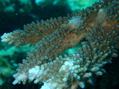 Acropora abrotanoides