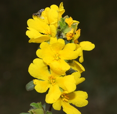 Hibbertia commutata