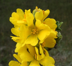Hibbertia commutata