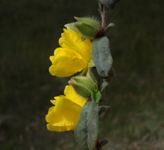 Hibbertia commutata