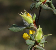 Hibbertia commutata