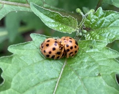 Henosepilachna sumbana