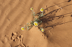 Polycalymma stuartii