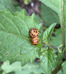 Henosepilachna sumbana