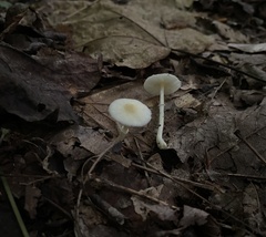 Leucoagaricus