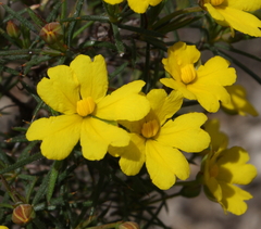 Hibbertia acerosa