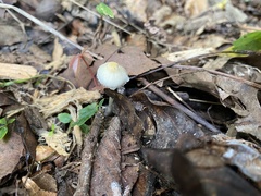 Leucocoprinus flavescens