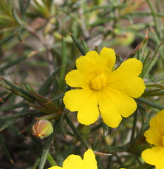 Hibbertia acerosa