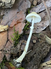 Leucocoprinus flavescens