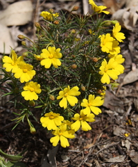 Hibbertia acerosa