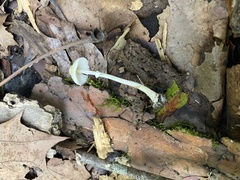 Leucocoprinus flavescens