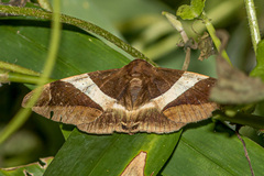 Bastilla crameri