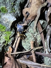 Pheropsophus javanus