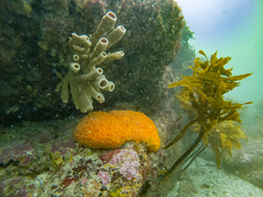 Callyspongia annulata