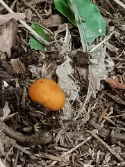 Macrocystidia reducta