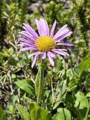 Aster alpinus vierhapperi