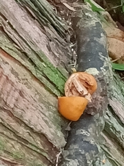 Macrocystidia reducta