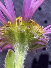 Aster alpinus vierhapperi