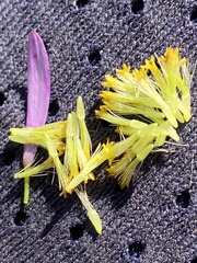 Aster alpinus vierhapperi