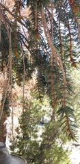 Pinus balfouriana