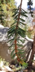 Pinus balfouriana
